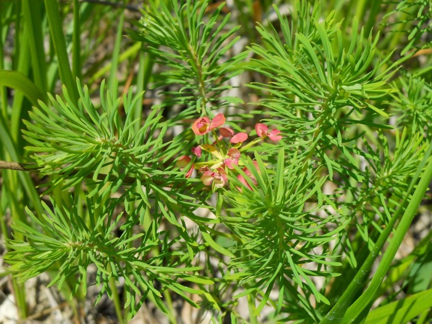 Euphorbia cyparissias